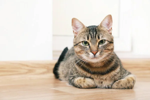 Gato bonito no chão — Fotografia de Stock