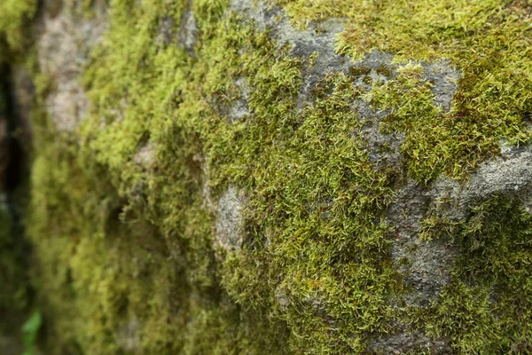 Taşın üzerinde yeşil yosun 