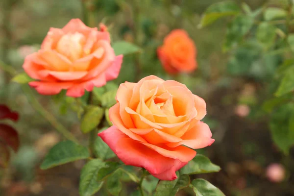 Beautiful roses in the garden — Stock Photo, Image