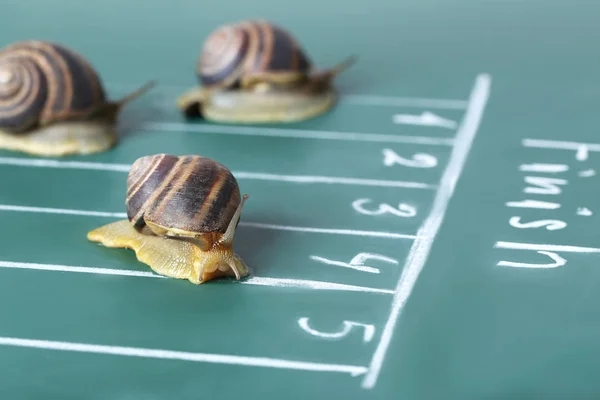 Snails running to the finish line — Stock Photo, Image