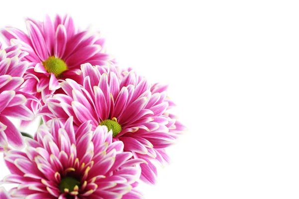 Bouquet of chrysanthemum flowers — Stock Photo, Image