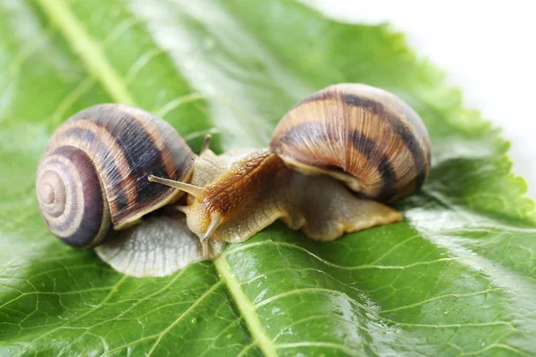 Brown snails on green leaf — Stock Photo, Image