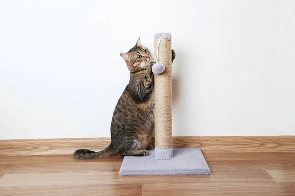 Cat with the scratching post — Stock Photo, Image