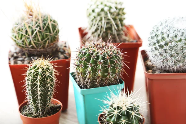 Cactussen in potten op tafel — Stockfoto