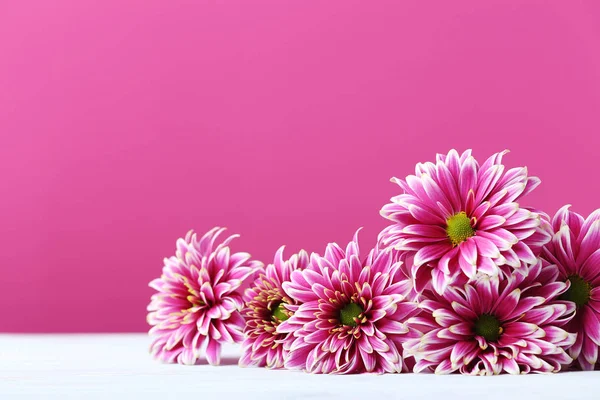 Chrysanthemum flowers on  background — Stock Photo, Image