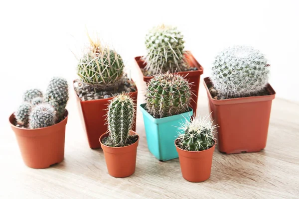 Cactus dans des pots sur la table — Photo