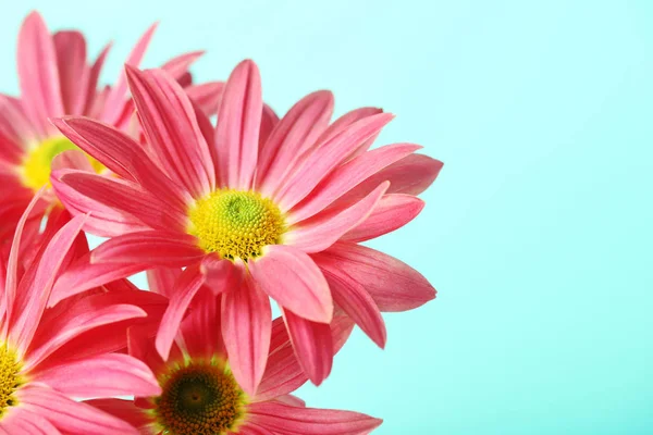 Chrysanthemum flowers on  background — Stock Photo, Image