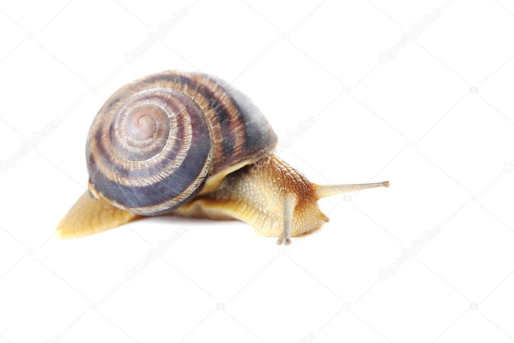 Brown snail isolated