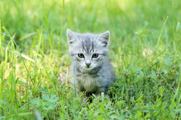 Little kitten in green grass — Stock Photo, Image