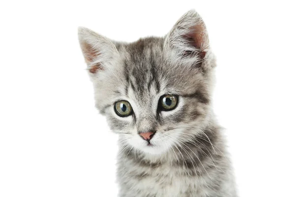 Gato bonito em branco — Fotografia de Stock