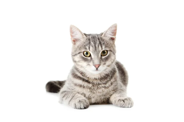 Hermoso gato en blanco — Foto de Stock