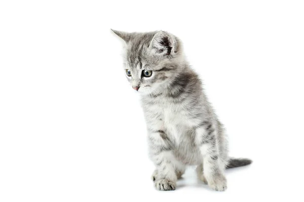 Hermoso gato en blanco —  Fotos de Stock