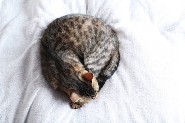 Gri şal üzerinde güzel kedi