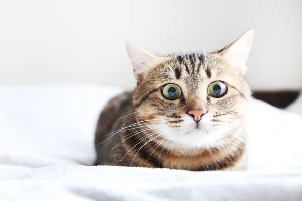 Gato bonito em xadrez cinza — Fotografia de Stock