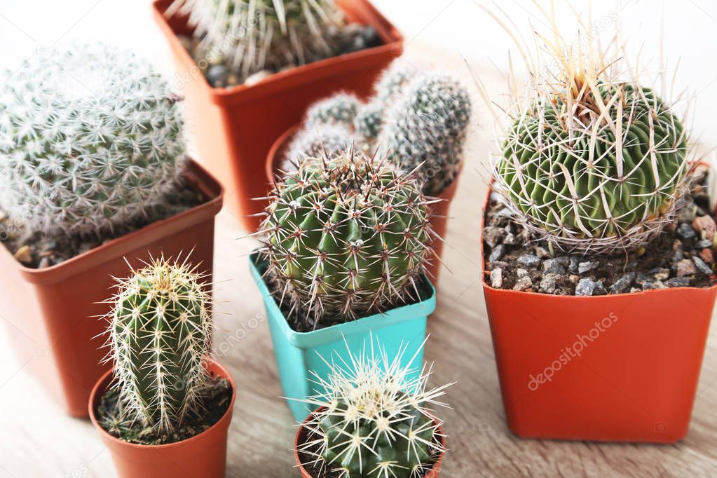 Cactuses in flower pots