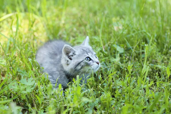 Kleine kitten in groene gras — Stockfoto