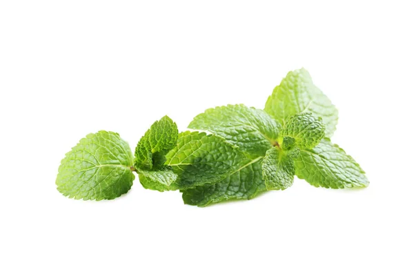 Daun mint segar — Stok Foto