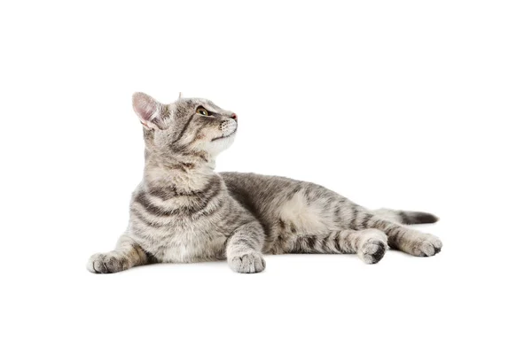 화이트에 아름 다운 고양이 — 스톡 사진
