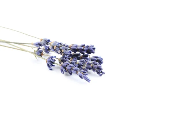 Flores de lavanda en un blanco —  Fotos de Stock