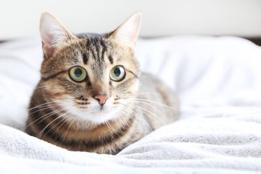 Gri şal üzerinde güzel kedi