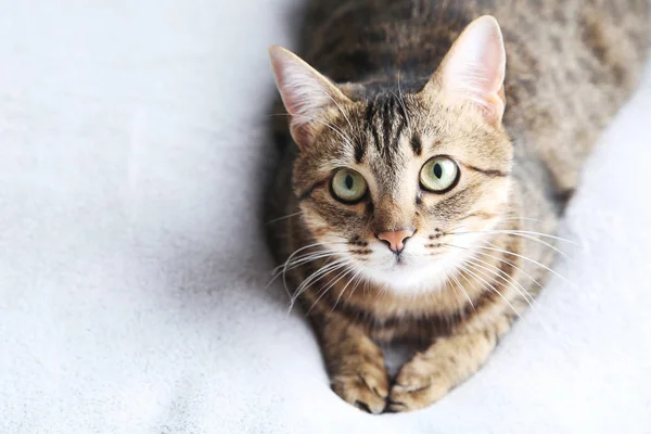 Красивая кошка на серой клетке — стоковое фото