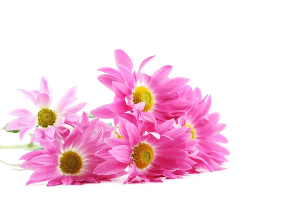 Bouquet of chrysanthemum flowers — Stock Photo, Image