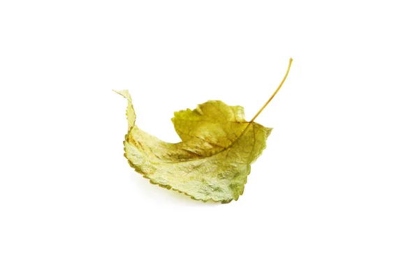 Hoja de otoño sobre blanco —  Fotos de Stock