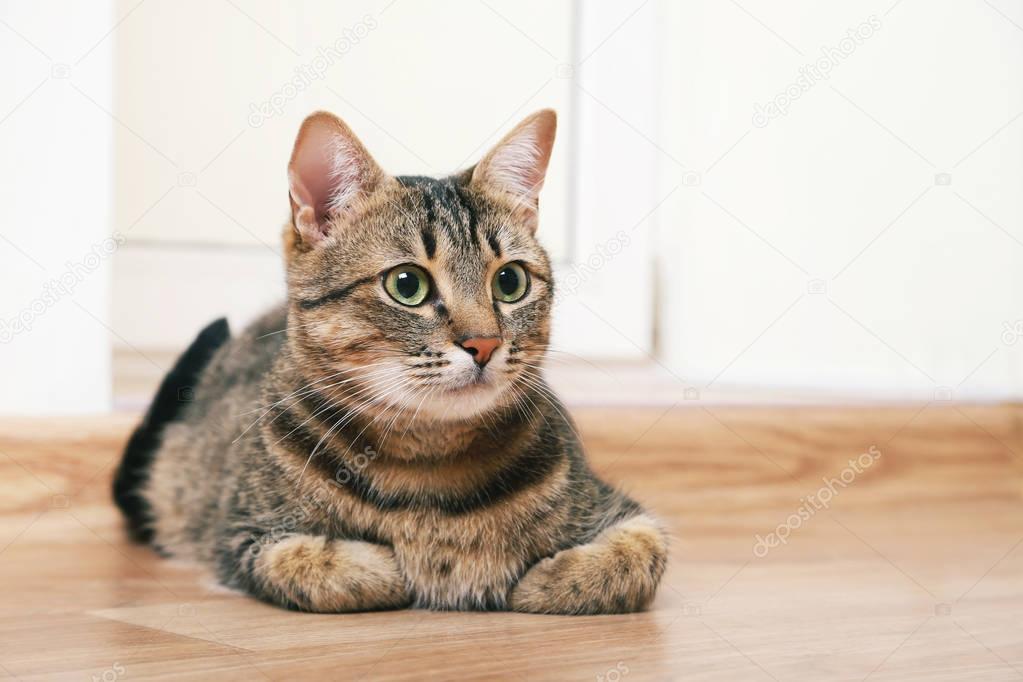  cat lying on floor