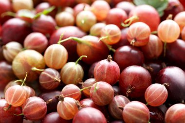 Arka plan olarak olgun bektaşi