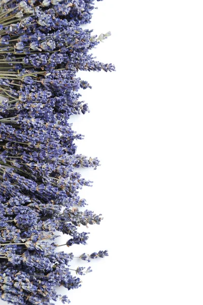 Monte de flores de lavanda — Fotografia de Stock