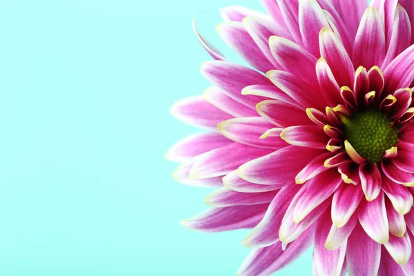 Цветок хризантемы крупным планом — стоковое фото