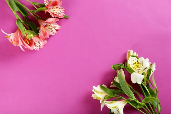 Красивые цветы альстромерии — стоковое фото
