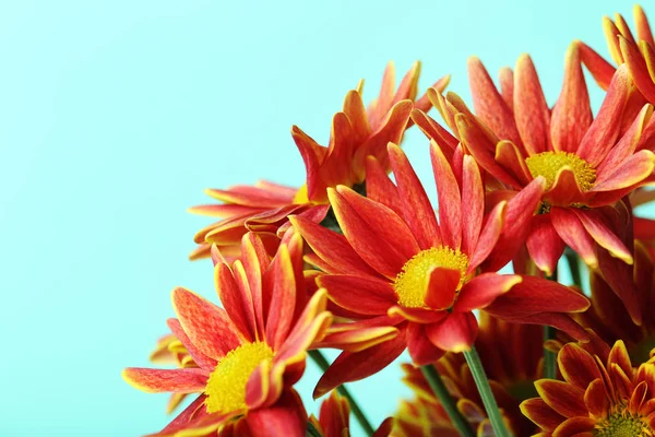 Chrysanthemum flowers close up — Stock Photo, Image