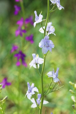 Güzel bahar çiçekleri