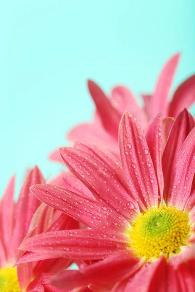 Bouquet of chrysanthemum flowers — Stock Photo, Image