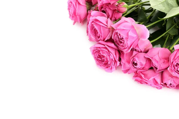 Piękne różowe róże — Zdjęcie stockowe