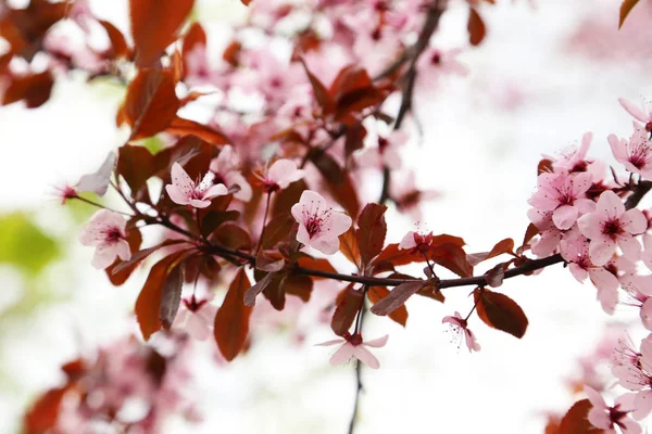 Spring flowering branch — Stock Photo, Image