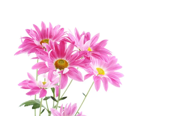 Bouquet of chrysanthemum flowers — Stock Photo, Image