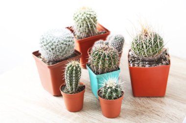green Cactus in pots clipart
