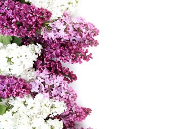 Blooming lilac flowers clipart