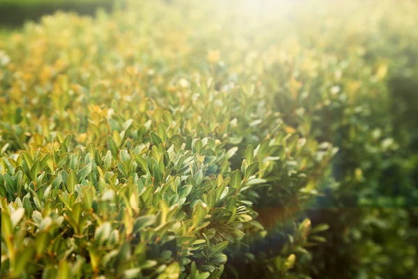 Green grass in garden — Stock Photo, Image