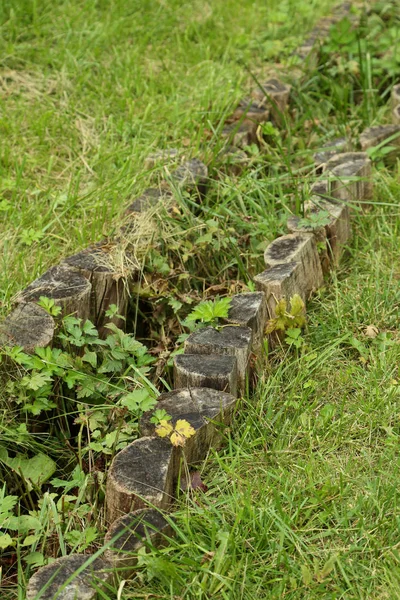 Groene gras in de tuin — Stockfoto