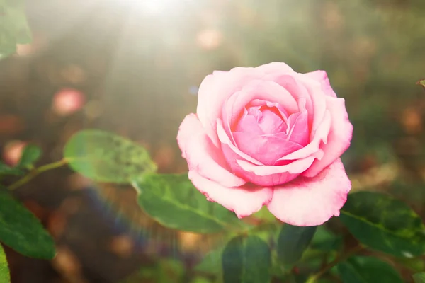 Hermosa rosa en el jardín —  Fotos de Stock