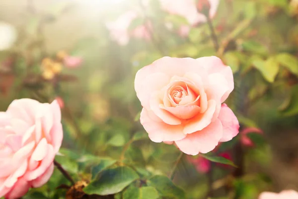 Schöne Rosen im Garten — Stockfoto