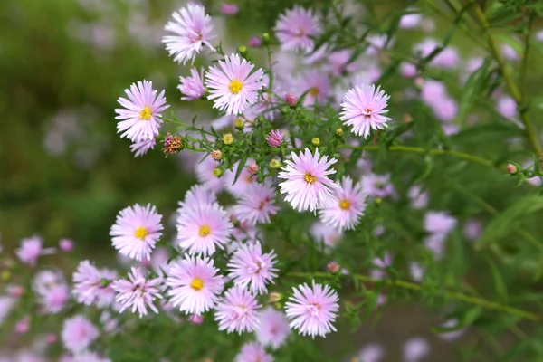 Vårblommor ingarden — Stockfoto