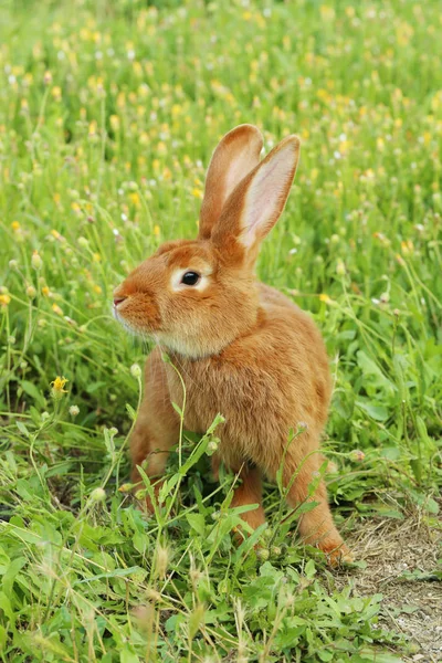 Rode konijn op gras — Stockfoto