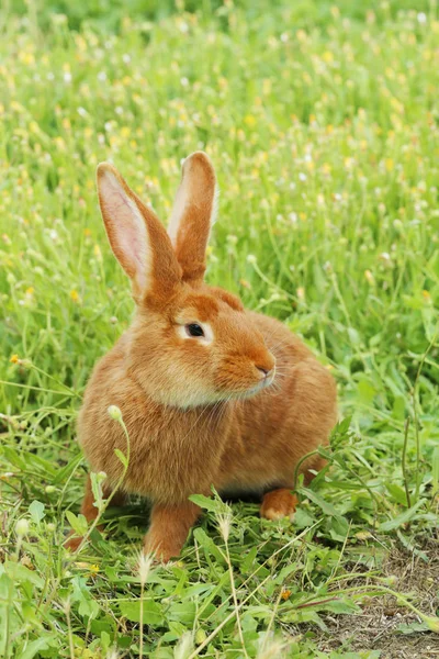 Rode konijn op gras — Stockfoto