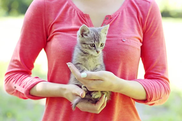 Pequeño gato en manos femeninas —  Fotos de Stock