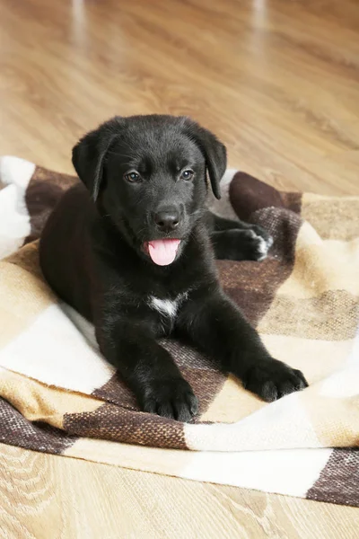 Siyah labrador yavrusu — Stok fotoğraf