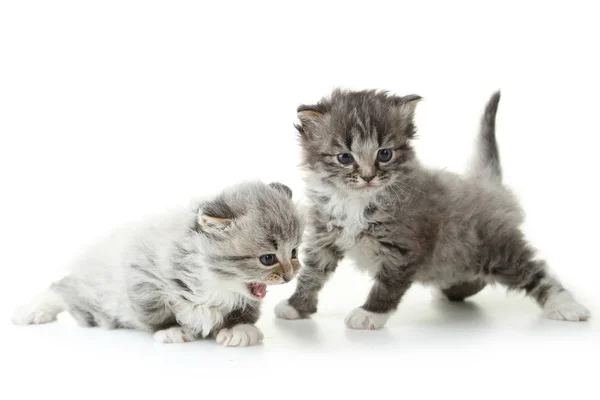 Small kittens meowing — Stock Photo, Image